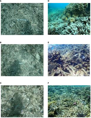 Carbonate budgets induced by coral restoration of a Great Barrier Reef site following cyclone damage